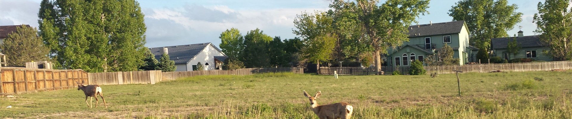 Deer are are all around in Pueblo West