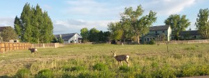 Deer are are all around in Pueblo West